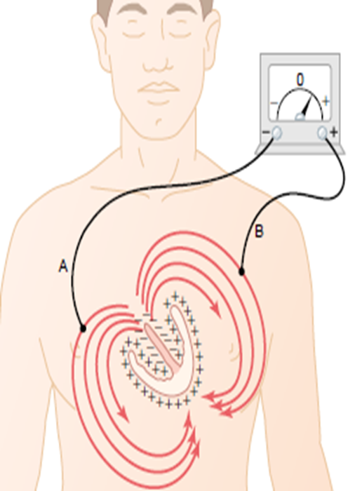 Current flow in the Cardiac cycle Image 23