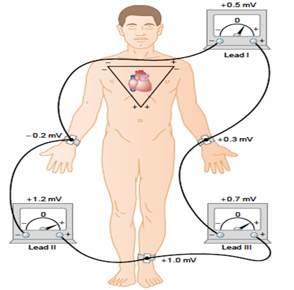 Current flow in the Cardiac cycle Image 24