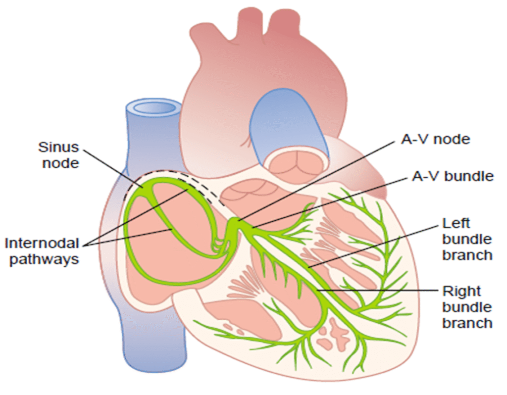 Automaticity of heart Image 29 1024x798