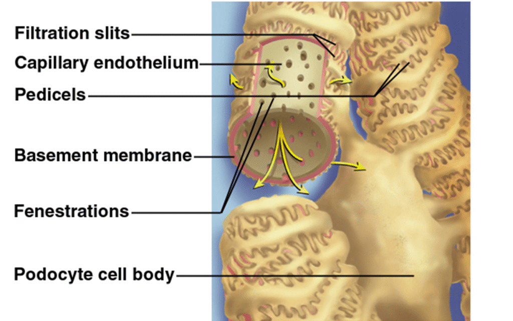 Nephron Basic unit of kidney Image 3 1024x642
