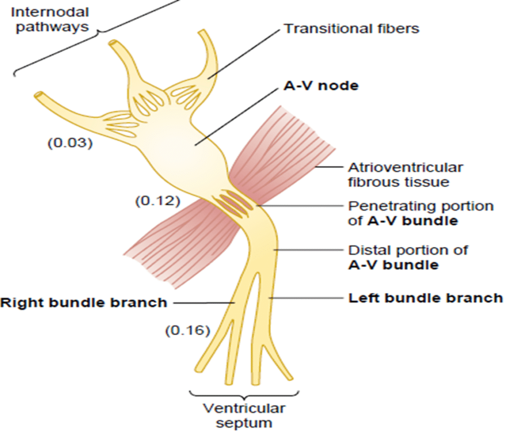 Automaticity of heart Image 30 1024x848