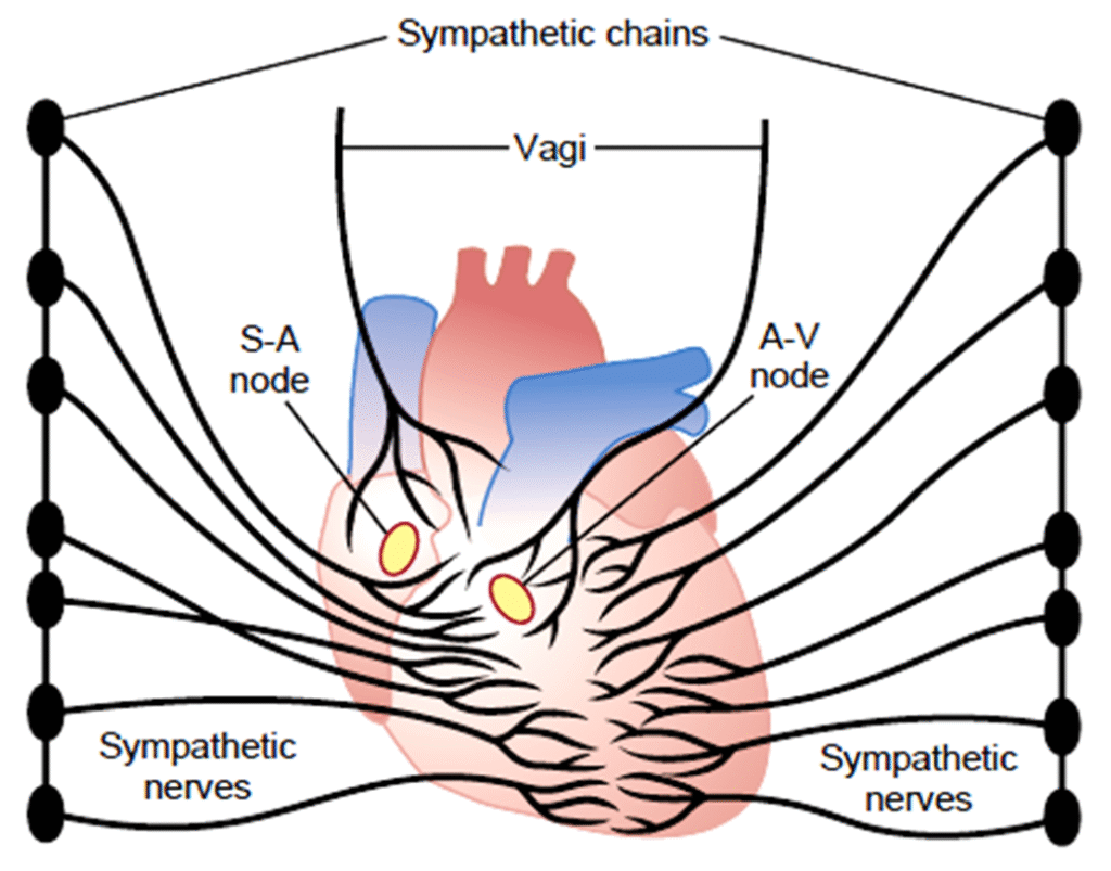 Excitation and conduction heart impulse Image 31 1024x803
