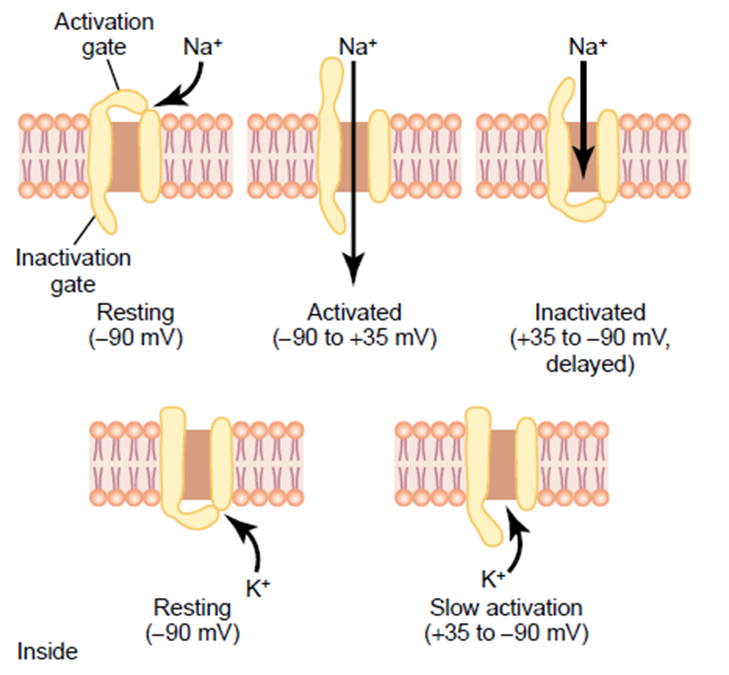 Concept of Nerve Action potential Image 32