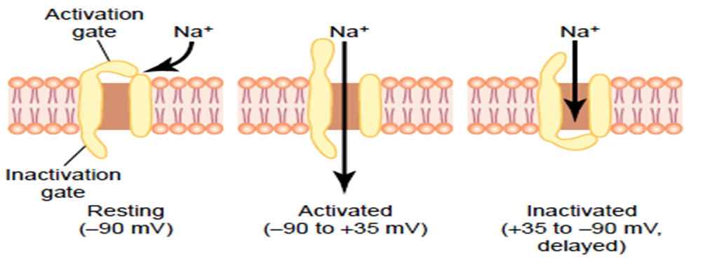 Concept of Nerve Action potential Image 33