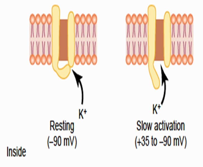 Concept of Nerve Action potential Image 34