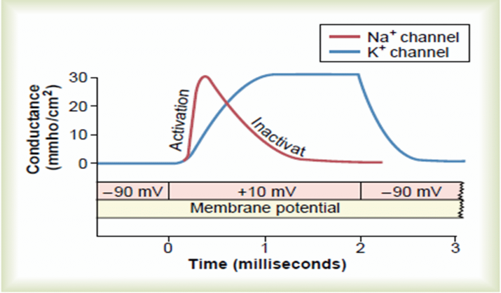 Concept of Nerve Action potential Image 36 1024x600