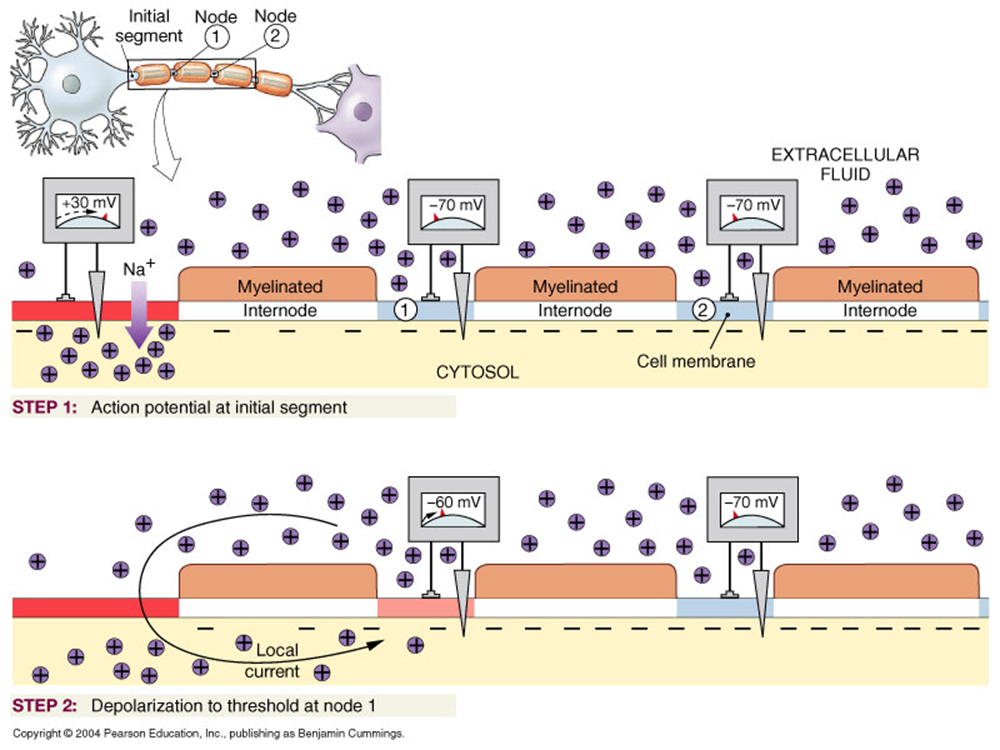 Concept of Nerve Action potential Image 39