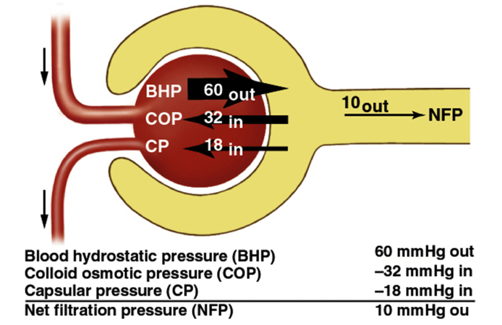 Nephron Basic unit of kidney Image 4 1024x662