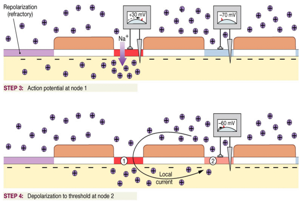 Concept of Nerve Action potential Image 40 1024x689