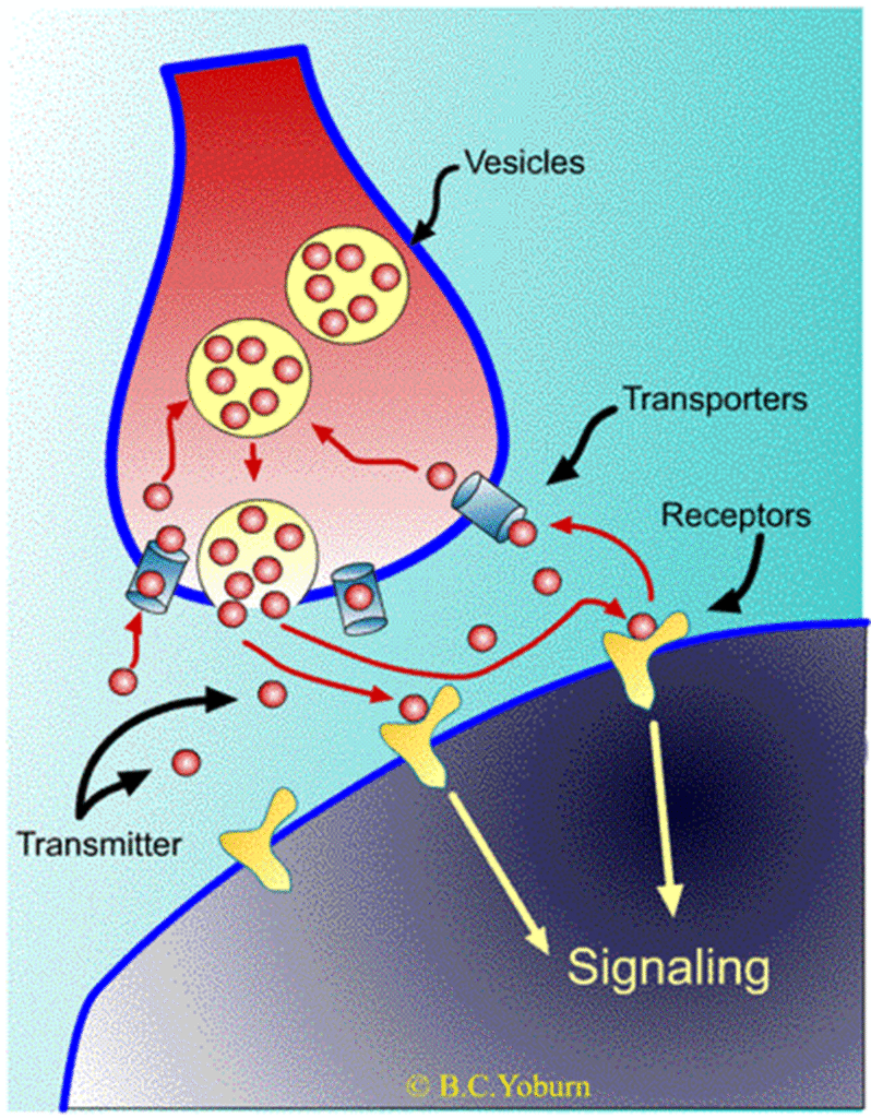 Neurotransmitters properties and types Image 41 798x1024