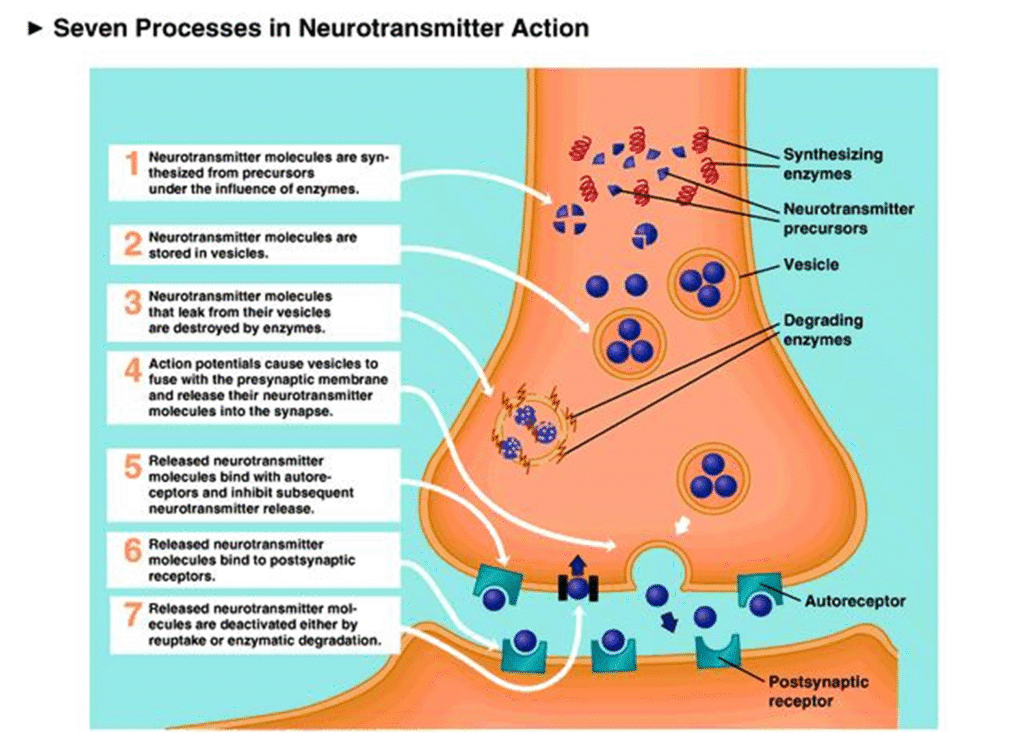 Neurotransmitters properties and types Image 42 1024x756