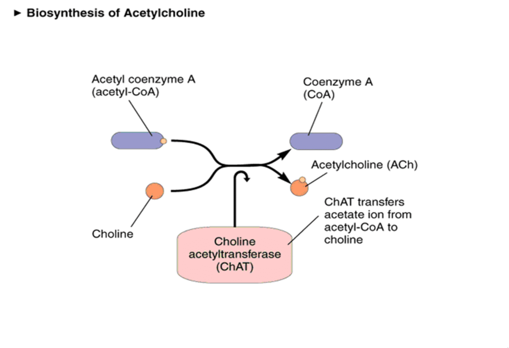 Neurotransmitters properties and types Image 43 1024x700