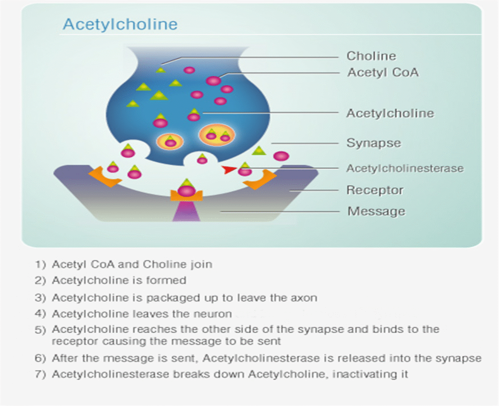 Neurotransmitters properties and types Image 44 1024x834
