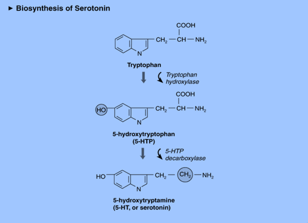 Neurotransmitters properties and types Image 45 1024x743