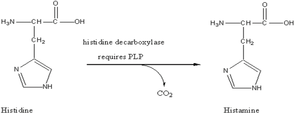 Neurotransmitters properties and types Image 46 1024x398