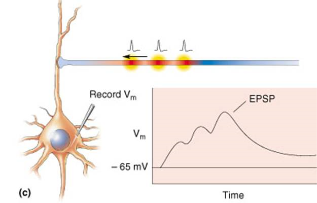 Neurotransmitters properties and types Image 47
