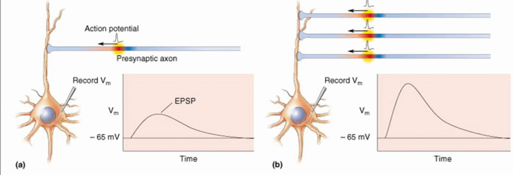 Neurotransmitters properties and types Image 48 1024x351