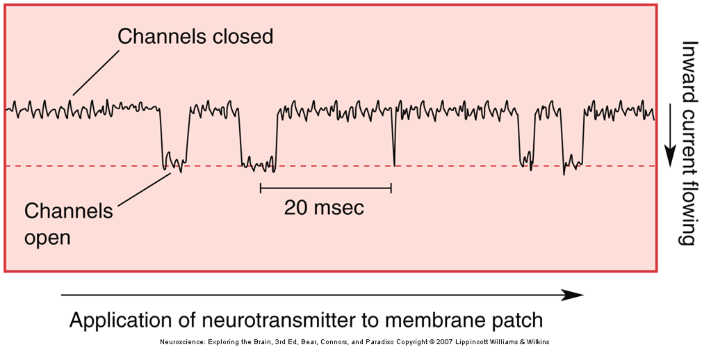 Neurotransmitters properties and types Image 49
