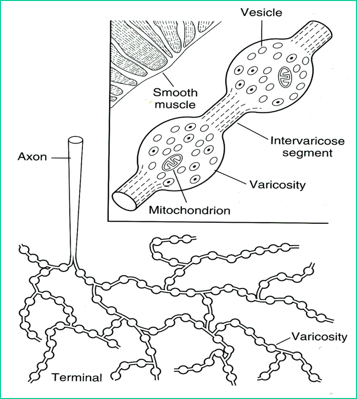 Concept of Synaptic Transmission Image 50