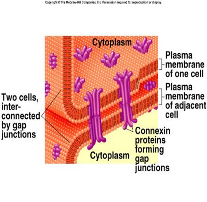 Concept of Synaptic Transmission Image 51