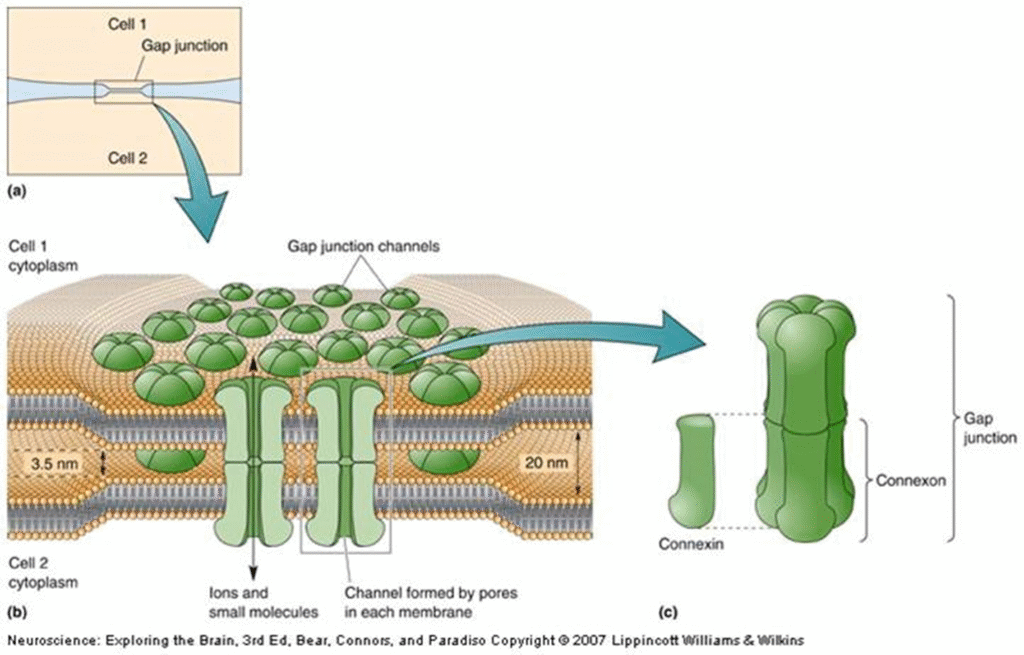 Concept of Synaptic Transmission Image 52 1024x655