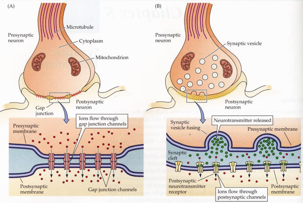 Concept of Synaptic Transmission Image 53 1024x685