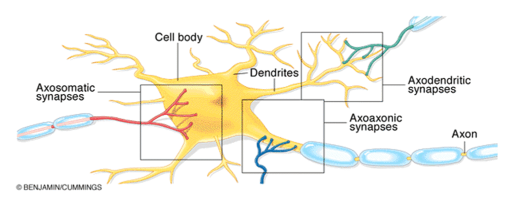 Concept of Synaptic Transmission Image 54 1024x403