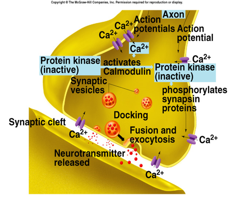 Concept of Synaptic Transmission Image 55
