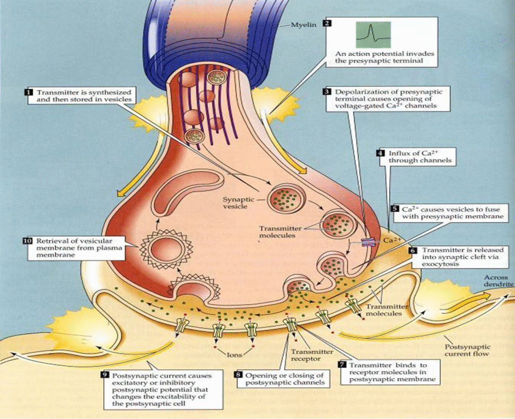 Concept of Synaptic Transmission Image 56 1024x833