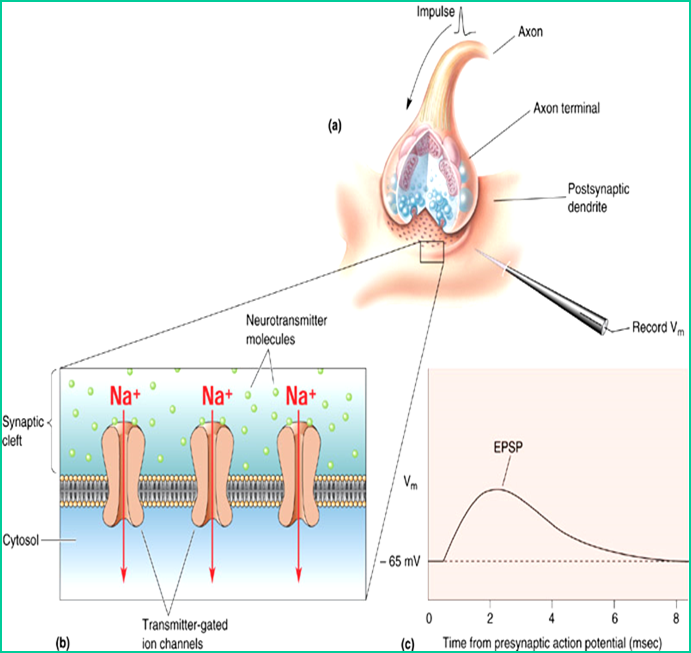 Concept of Synaptic Transmission Image 57