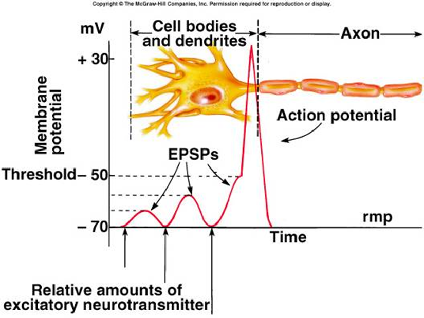 Concept of Synaptic Transmission Image 58
