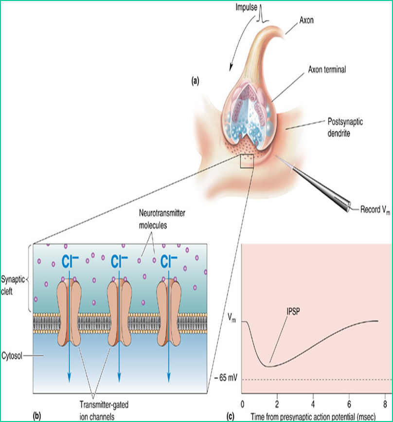 Concept of Synaptic Transmission Image 59