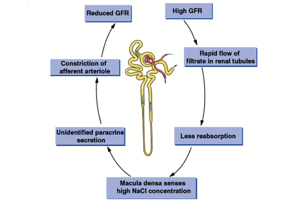 Glomerulus filtration rate (GFR) control Image 6 1024x701