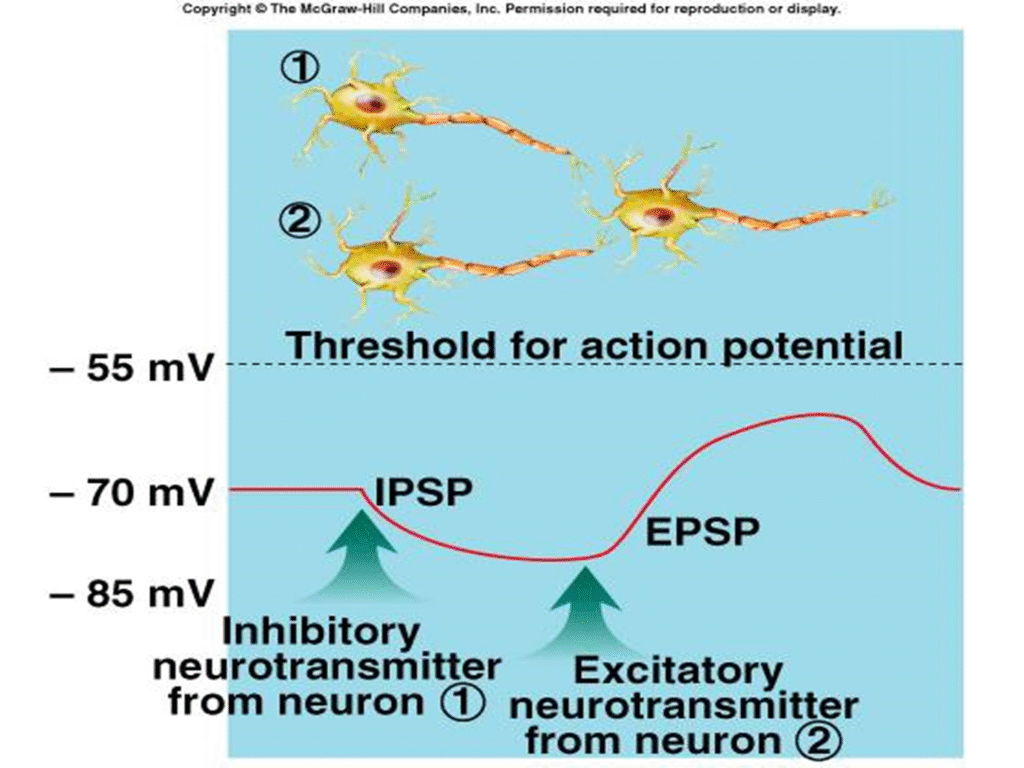 Concept of Synaptic Transmission Image 60 1024x768
