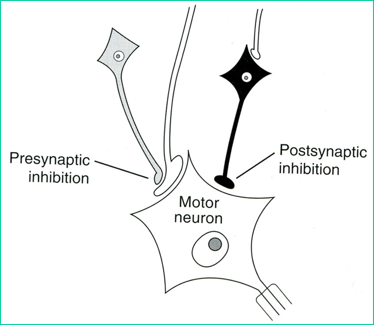 Concept of Synaptic Transmission Image 61