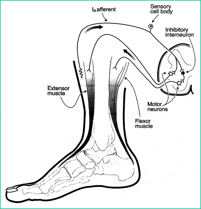 Concept of Synaptic Transmission Image 62