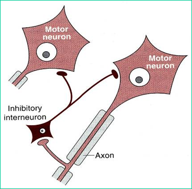 Concept of Synaptic Transmission Image 63