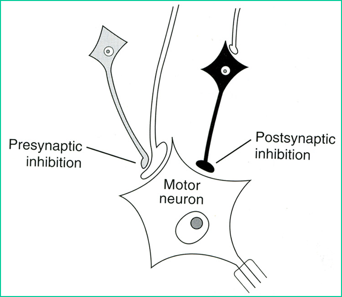 Concept of Synaptic Transmission Image 64