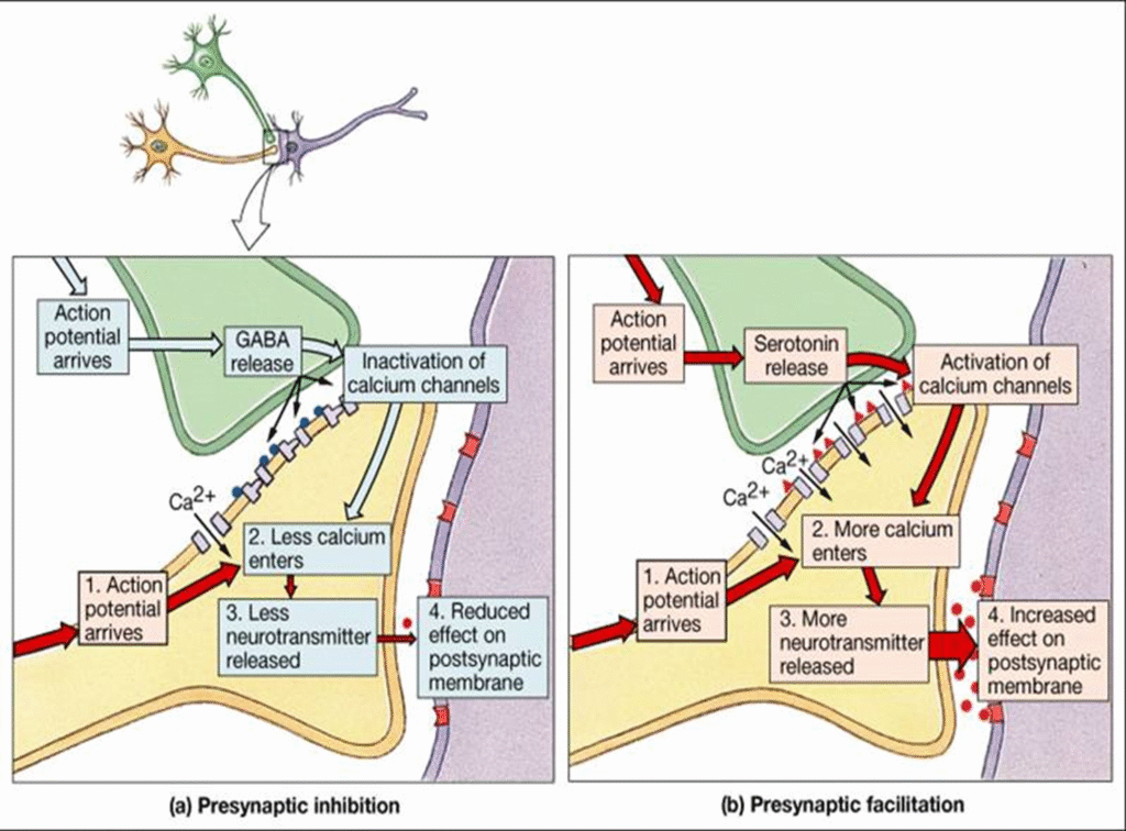 Concept of Synaptic Transmission Image 65 1024x756