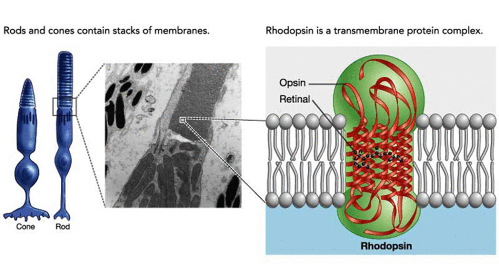 Detail notes on Photoreceptors Image 68 1024x543