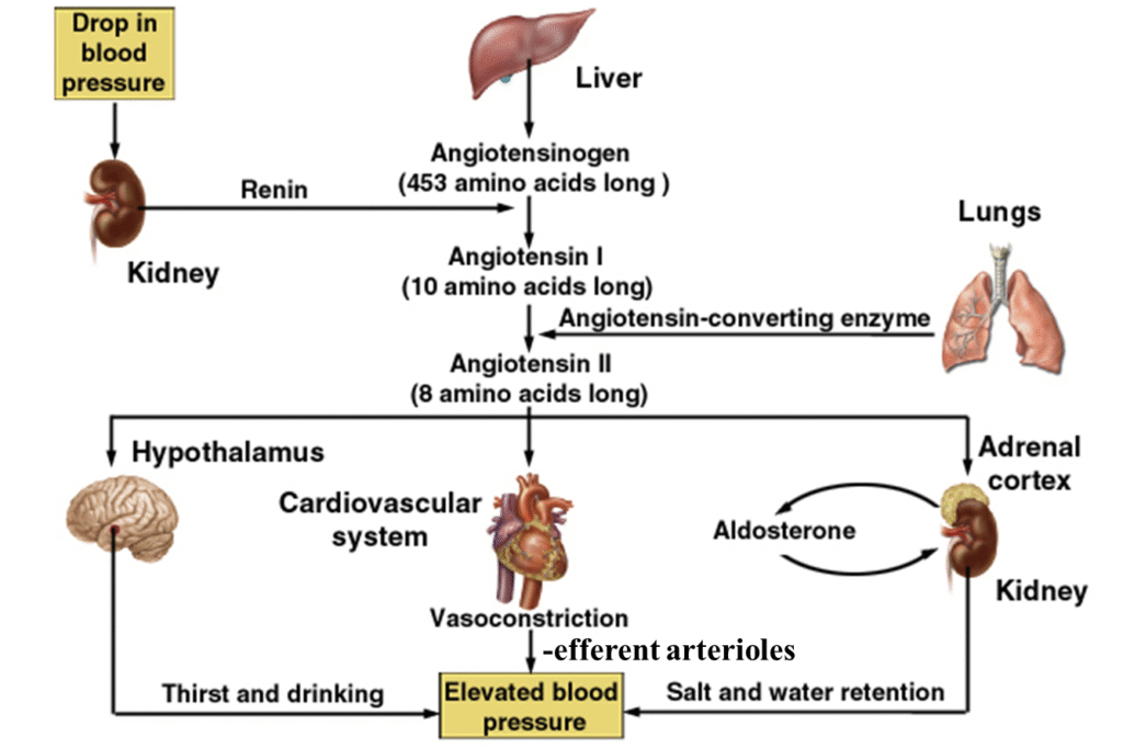 Glomerulus filtration rate (GFR) control Image 7 1024x682