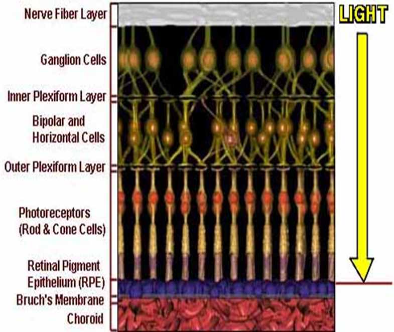 Detail notes on Photoreceptors Image 70