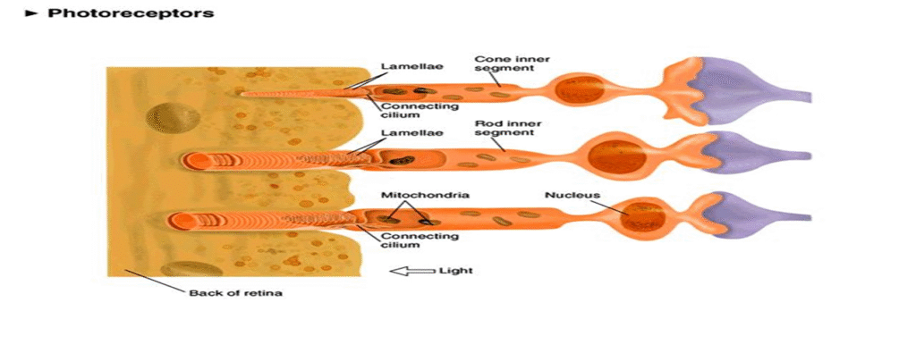 Detail notes on Photoreceptors Image 71 1024x386