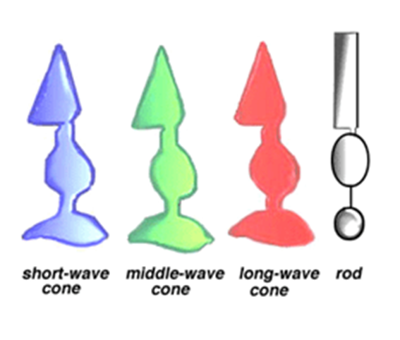 Detail notes on Photoreceptors Image 72