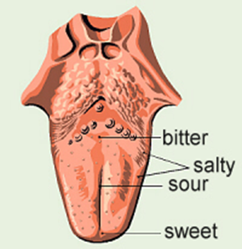 The gustatory and Olfactory System Image 73
