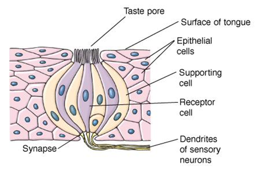 The gustatory and Olfactory System Image 74