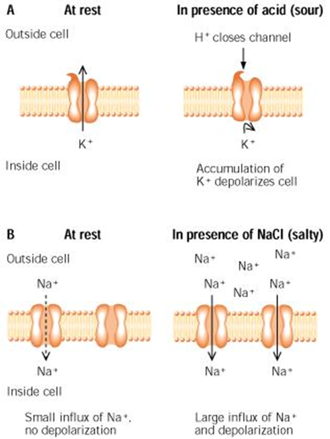 The gustatory and Olfactory System Image 75