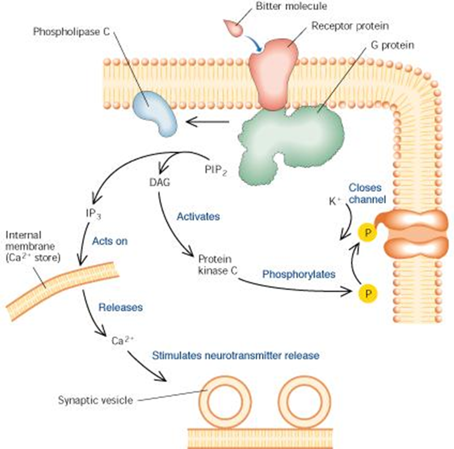 The gustatory and Olfactory System Image 76