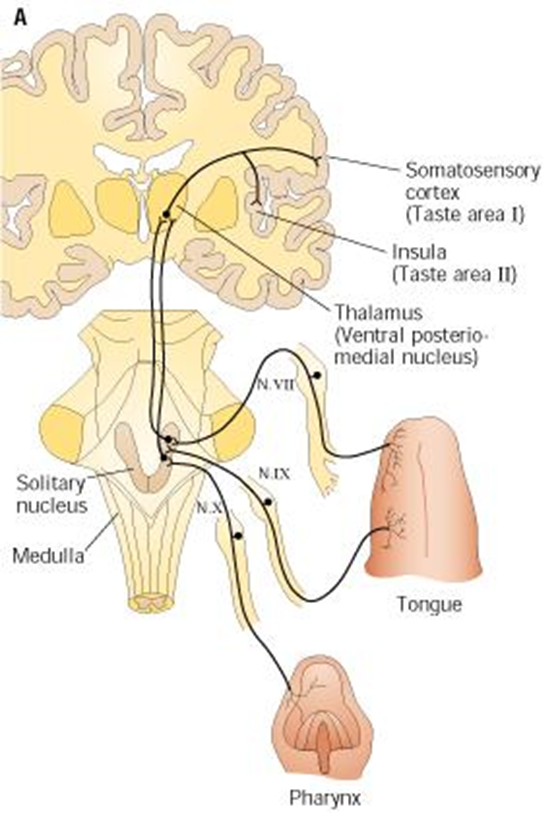 The gustatory and Olfactory System Image 77