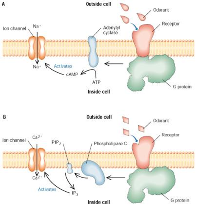 The gustatory and Olfactory System Image 78